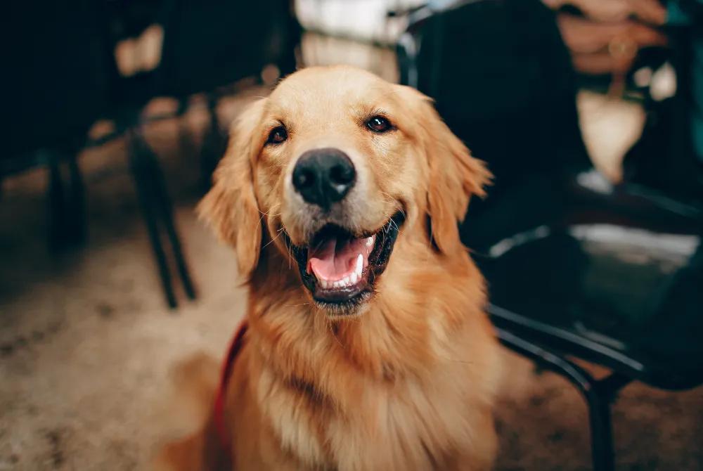 The pros and cons of neutering your dog