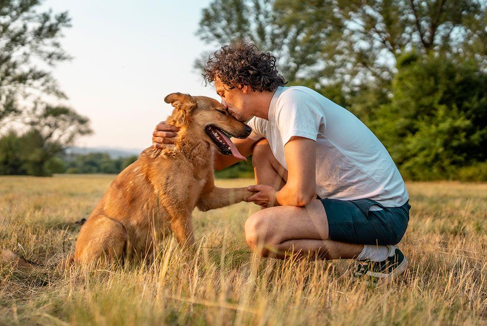 Dog supplements: how they work