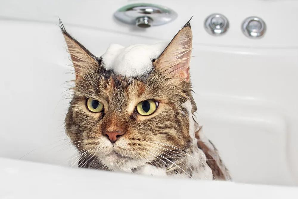 Cat skin allergies