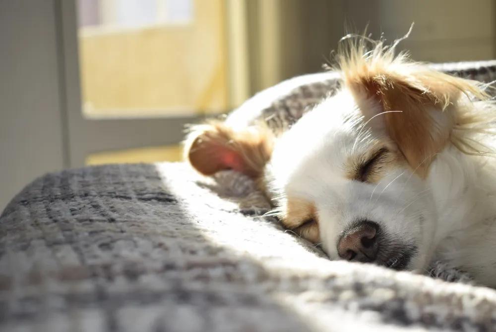 Caring for senior dogs