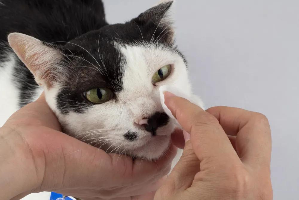 How to clean pets’ eyes