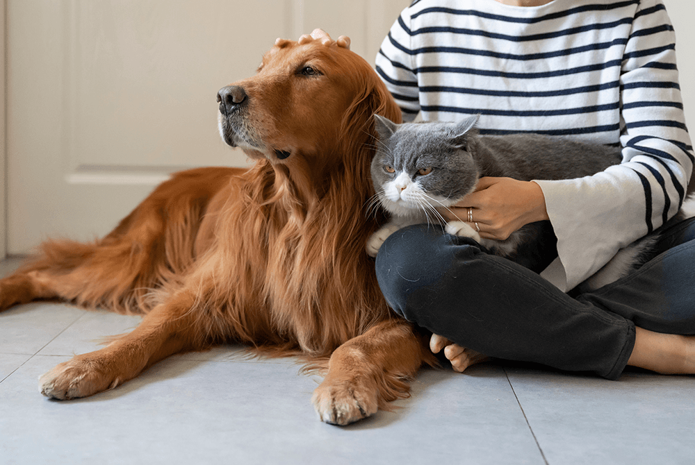 A person in a striped shirt sits on the floor, petting a relaxed golden retriever and holding a grey and white cat