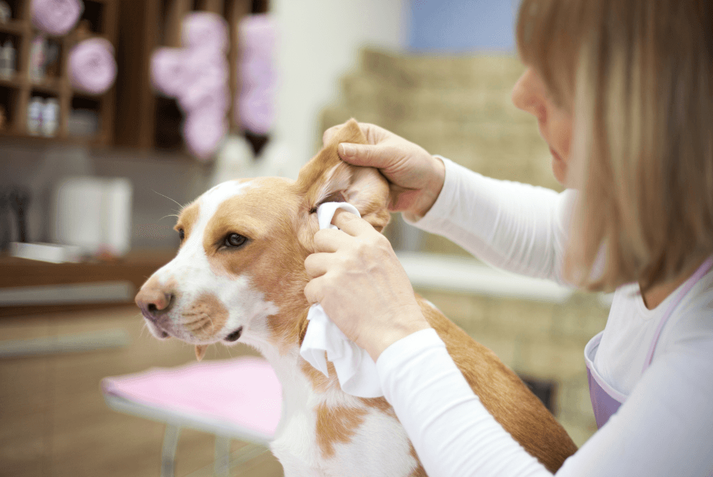 How to clean your dog’s ears
