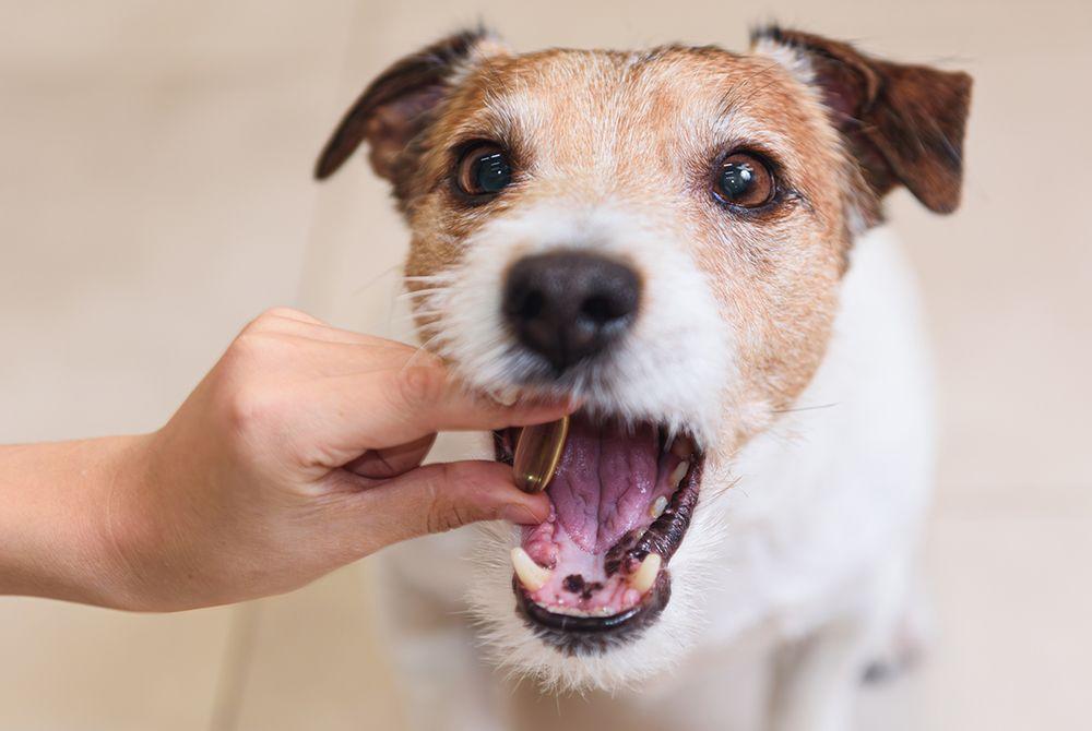 How online pet prescriptions work