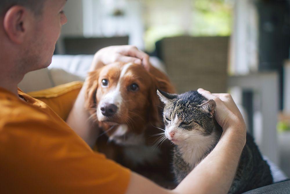 What pet owners need to know about the provisional CMA Veterinary Market Investigation