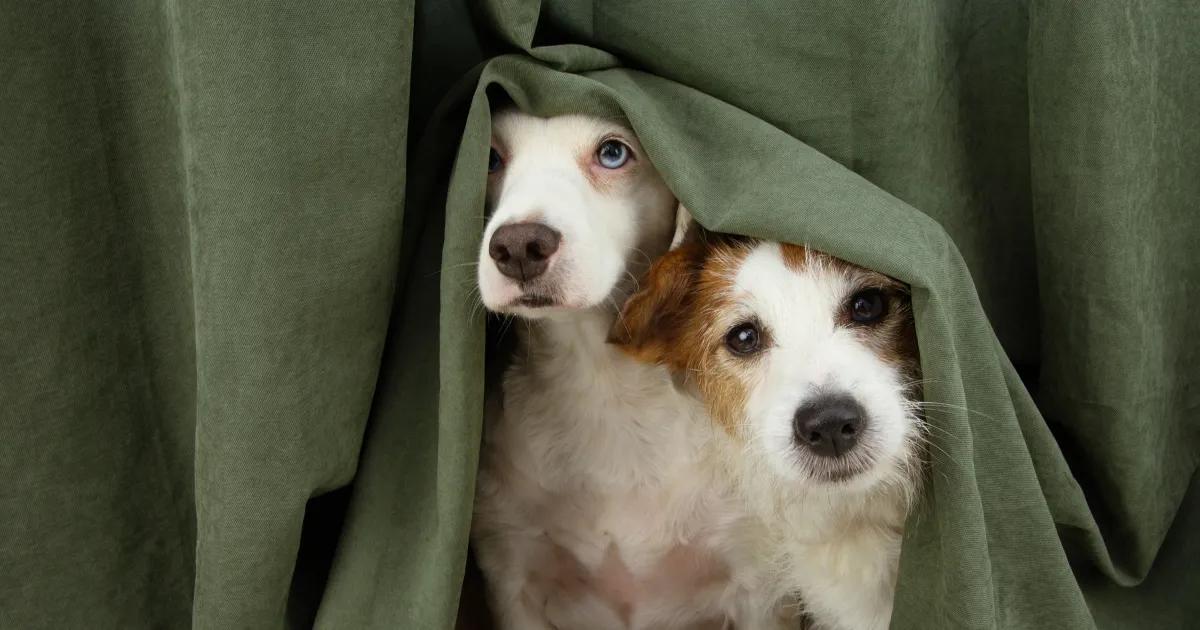 Pet anxiety