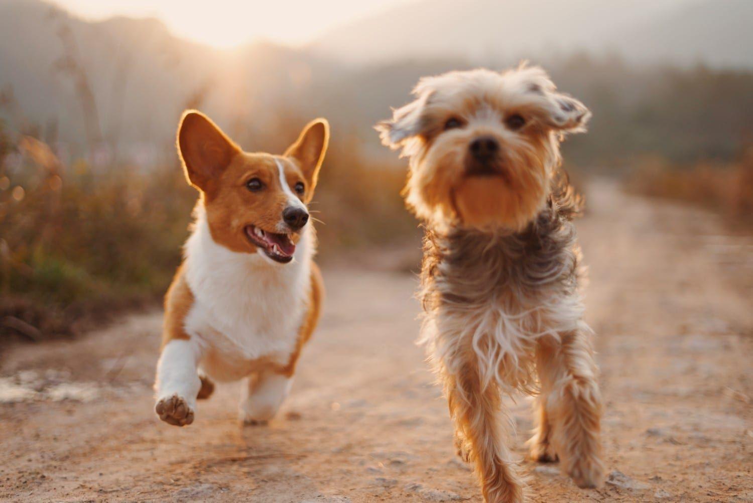 Dog flea & tick protection 