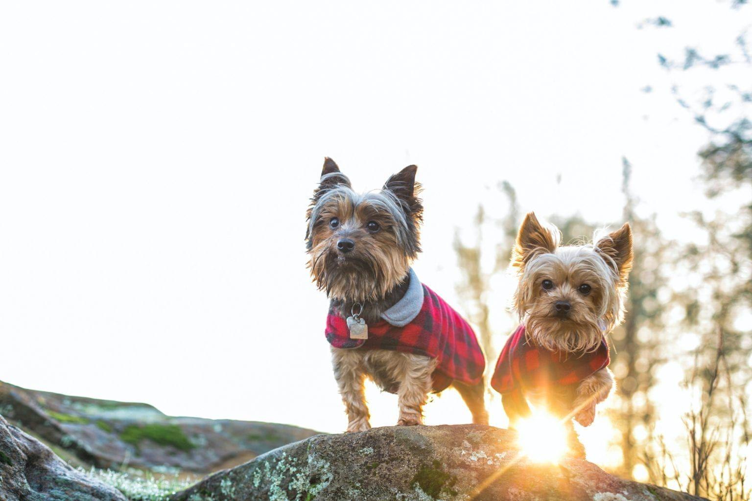 Wet weather pet safety
