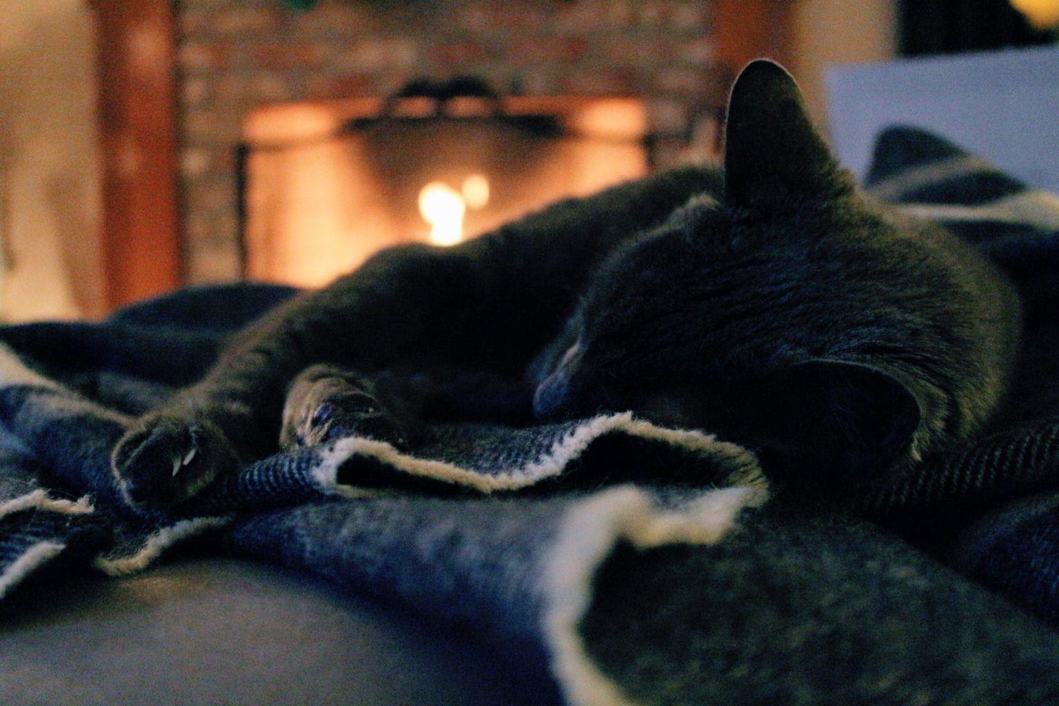 Getting your pet ready for colder months