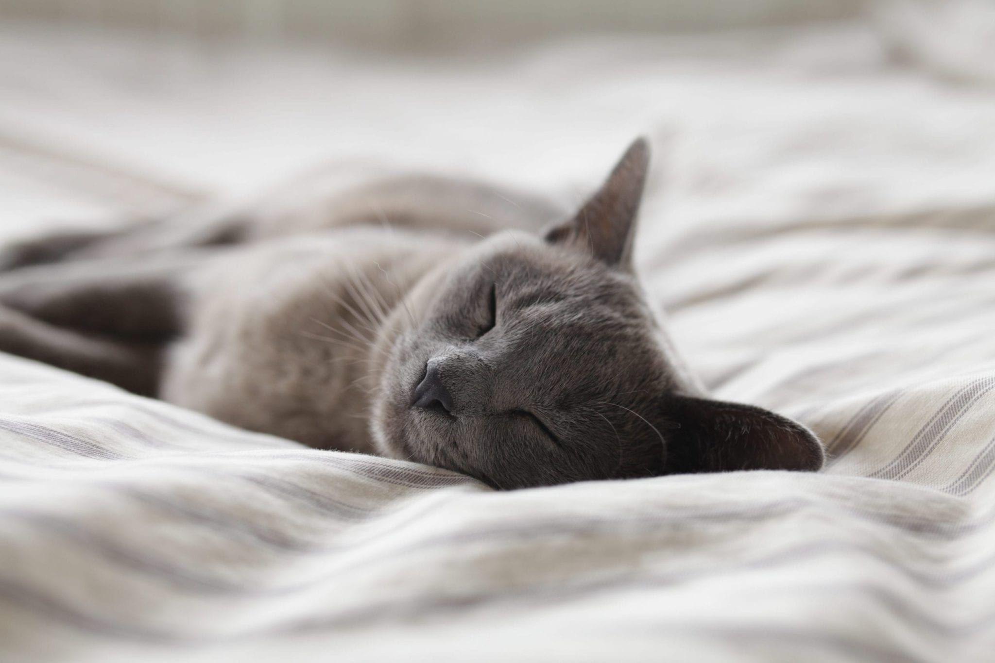 Flea protection for cats