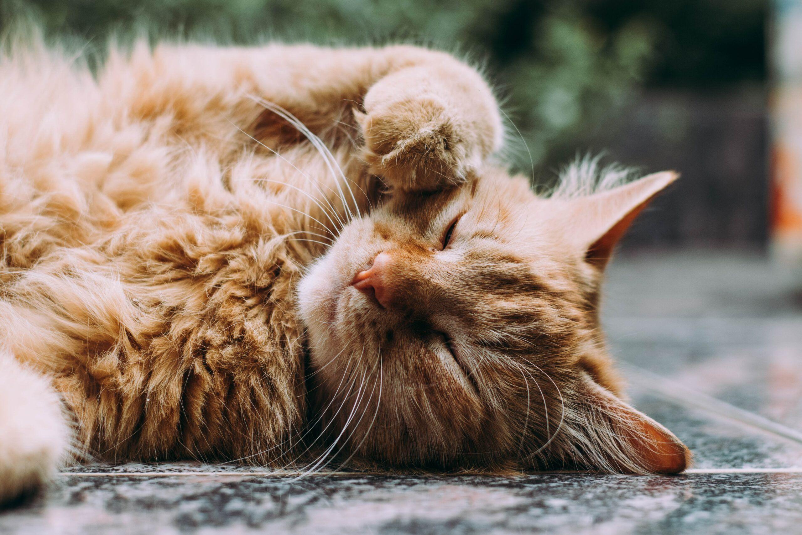 How to worm your cat