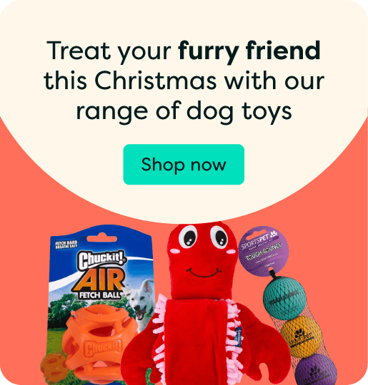 Furry friend gifts at Pharmacy2U. A beagle is displayed alongside dog toys, including a Chuckit! fetch ball, plush toy and colourful balls.