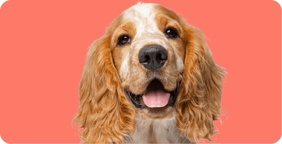 https://a.storyblok.com/f/263052/572x293/aa1f6232dc/dog_381x195-1-5x.png