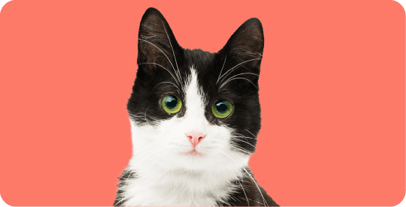 https://a.storyblok.com/f/263052/572x293/d013c1c318/cat_381x195-1-5x.png