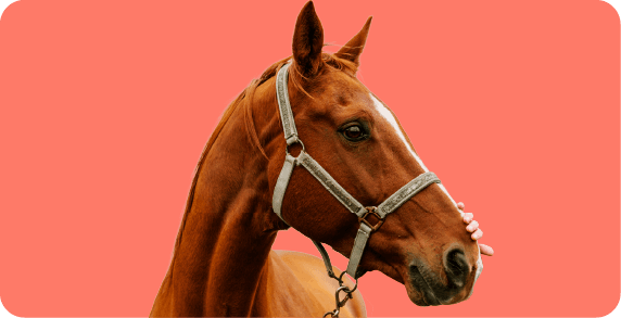 https://a.storyblok.com/f/263052/572x293/f43d5415d0/horse_381x195-1-5x.png