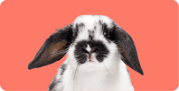 https://a.storyblok.com/f/263052/572x293/f932abf9b9/small-pet_381x195-1-5x.png