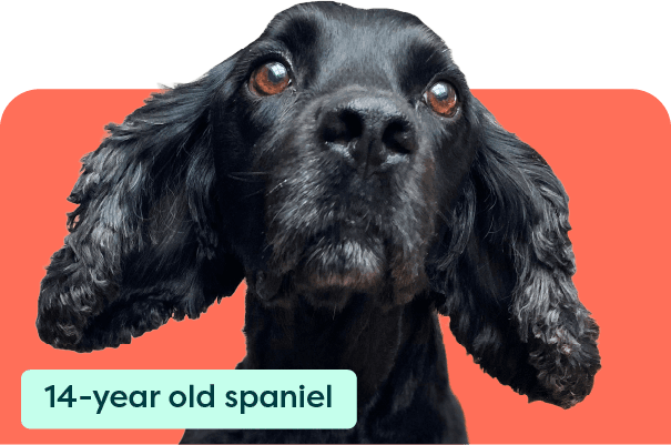 https://a.storyblok.com/f/263052/605x401/ef5da24384/meet-our-pets-card_mac-2x.png