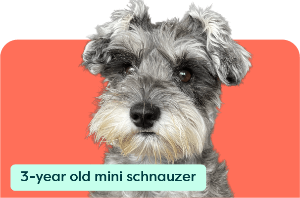 https://a.storyblok.com/f/263052/606x401/0965c04e78/meet-our-pets-card_stevie-2x.png