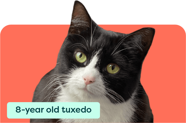 https://a.storyblok.com/f/263052/606x401/3575e899cb/meet-our-pets-card_mowgli-2x.png