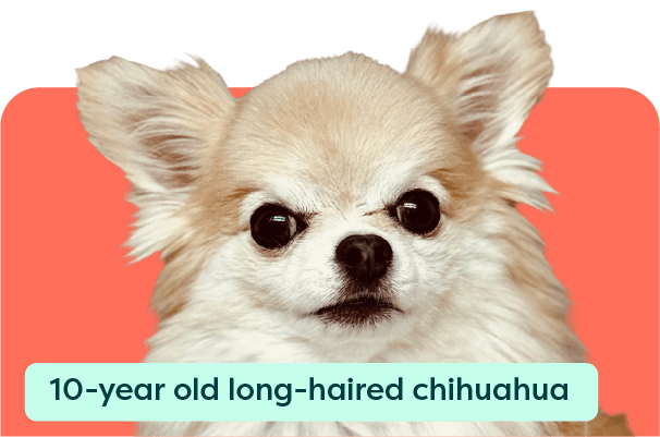 https://a.storyblok.com/f/263052/606x401/4cf0e2f0be/meet-our-pets-card_alfie-2x.png