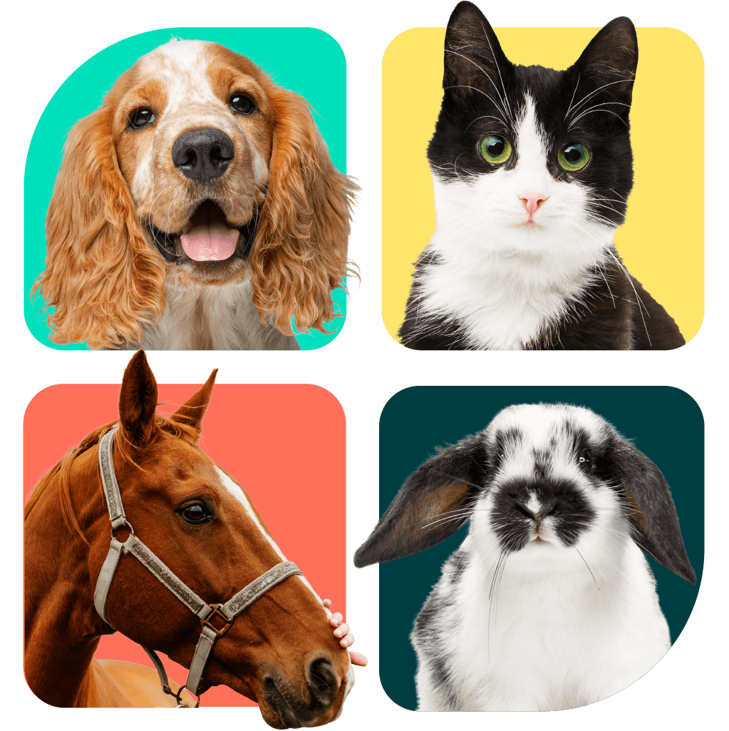 Buying authorised veterinary medicines