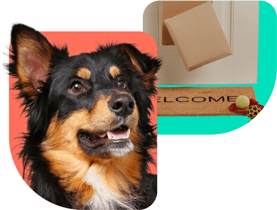 Order your pet prescriptions online