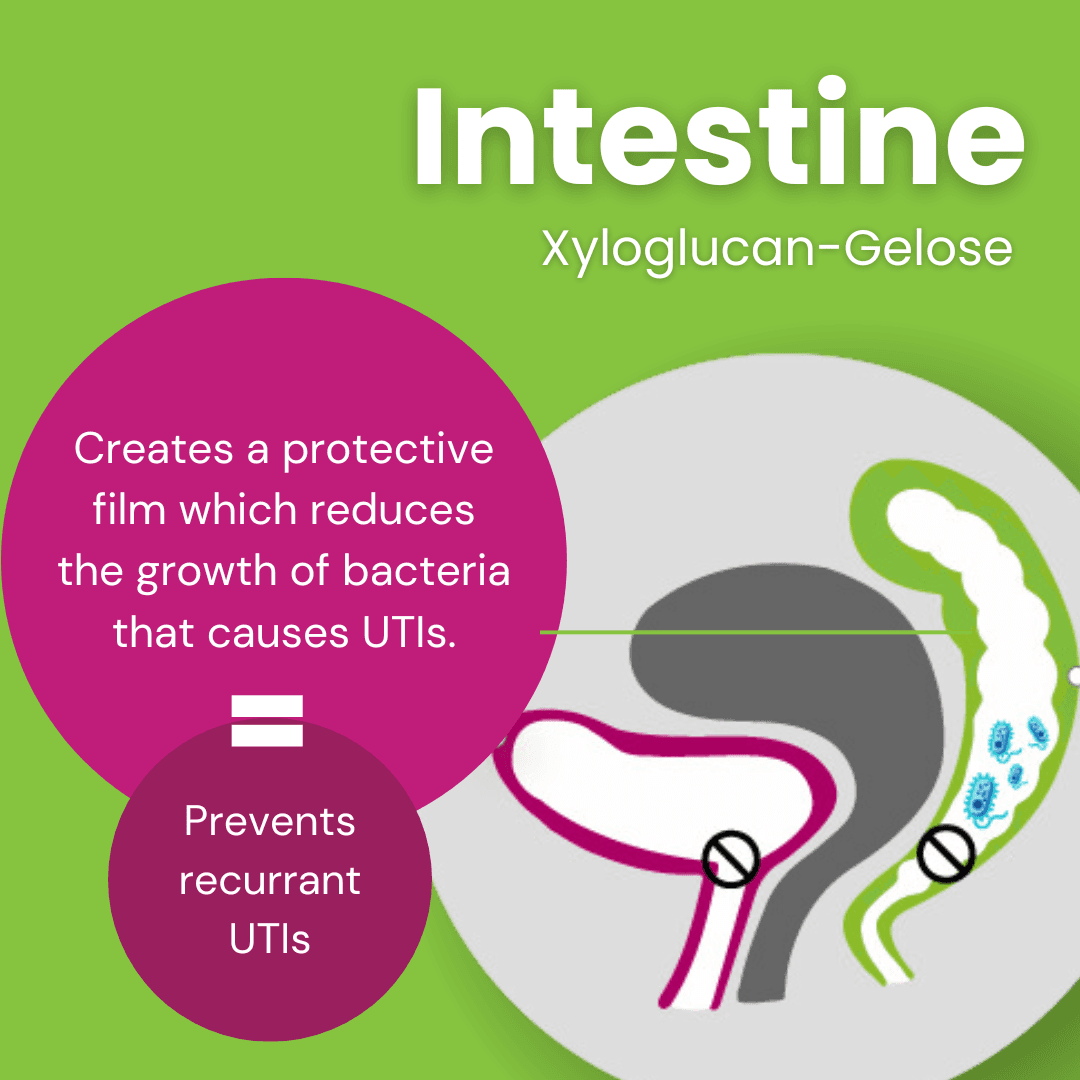 Utipro Plus 15 Capsules Image https://cdn11.bigcommerce.com/s-g585yu857h/images/stencil/1280w/products/12175/23303/Intestine_-_Xyloglucan_-_Gelose__30987.1762190309.png1