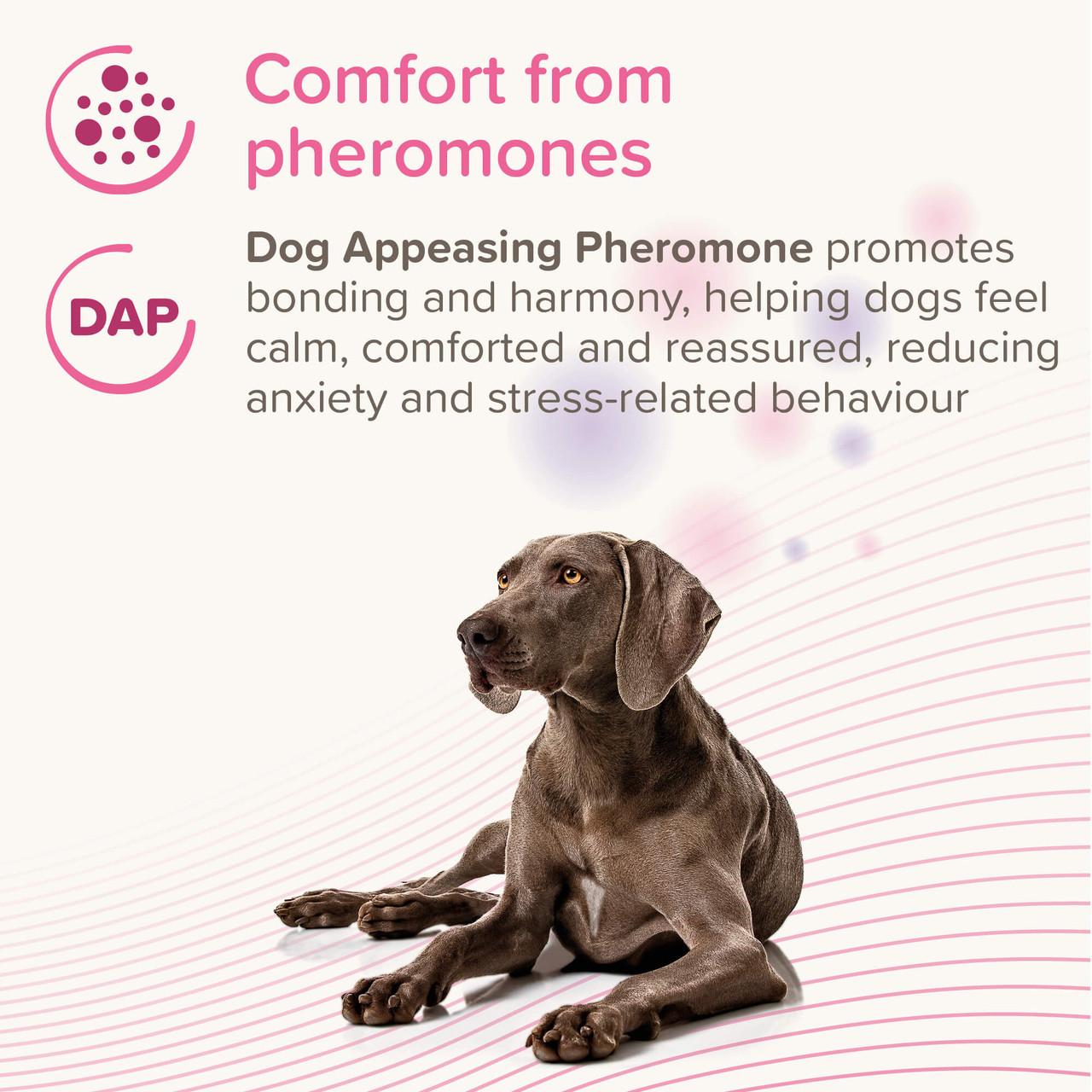 Beaphar CaniComfort Calming Diffuser Refill for Dogs 45ML Image https://cdn11.bigcommerce.com/s-g585yu857h/images/stencil/1280w/products/13824/31644/Beaphar_CaniComfort_Calming_Diffuser_Refill_for_Dogs_45ML_03__85099.1779877401.jpg1