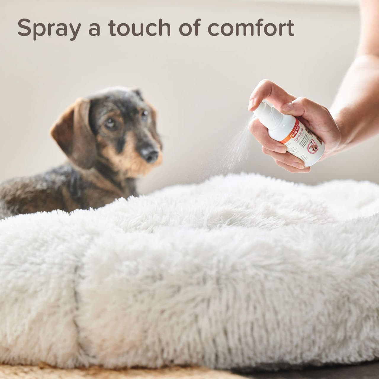 Beaphar CaniComfort Calming Spray for Dogs 30ML Image https://cdn11.bigcommerce.com/s-g585yu857h/images/stencil/1280w/products/13856/31650/Beaphar_CaniComfort_Calming_Spray_for_Dogs_30ML_03__51994.1783595176.jpg1