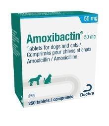 Amoxibactin 50mg Tablets for Dogs and Cats - Single Tablet Image https://cdn11.bigcommerce.com/s-g585yu857h/images/stencil/1280w/products/14131/24311/Amoxibactin-Tabs-50mg-Single-Tablet__54451.1764229517.jpg1
