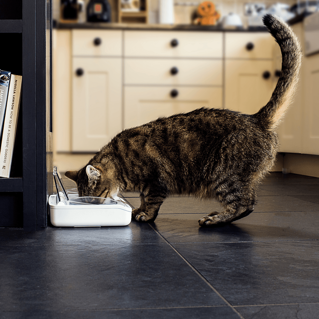 SureFeed Stainless Steel Bowl Set - 2 pack Image https://cdn11.bigcommerce.com/s-g585yu857h/images/stencil/1280w/products/14223/24483/Stainless-Steel-Bowl-Set---2-pack__01985.1783595630.png1