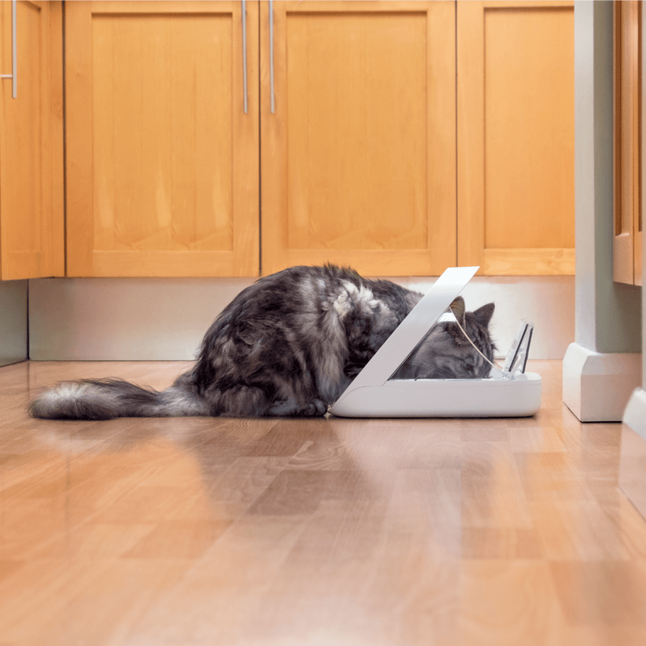SureFeed Microchip Pet Feeder- White Image https://cdn11.bigcommerce.com/s-g585yu857h/images/stencil/1280w/products/14231/24537/Microchip-Pet-Feeder__02454.1764229660.png1