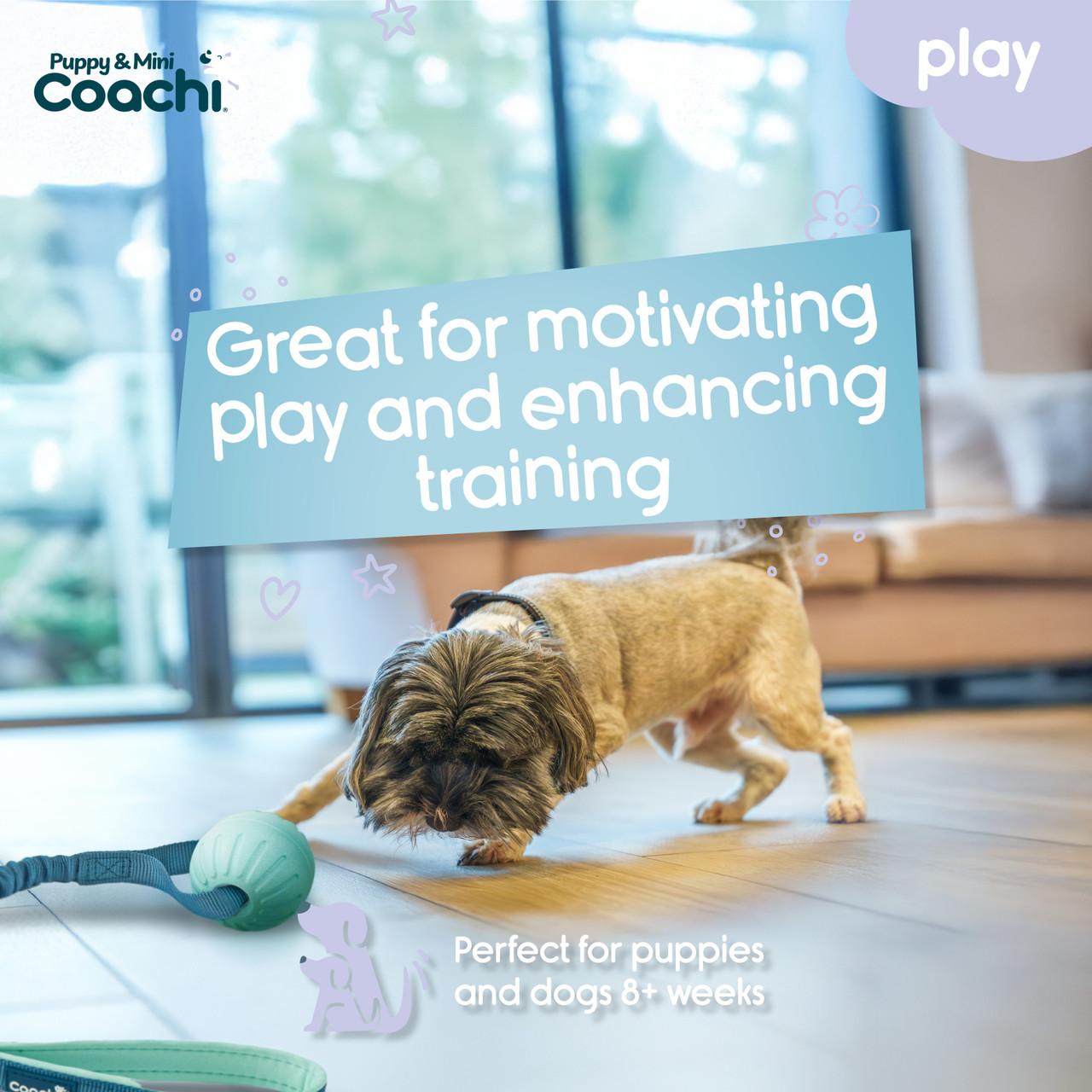 Coachi Puppy & Mini Tuggi Ball Teal & Mint for Dogs Image https://cdn11.bigcommerce.com/s-g585yu857h/images/stencil/1280w/products/15308/27935/Coachi-Puppy--26-Mini-Tuggi-Ball-Teal--26-Mint__86887.1772820386.jpg1