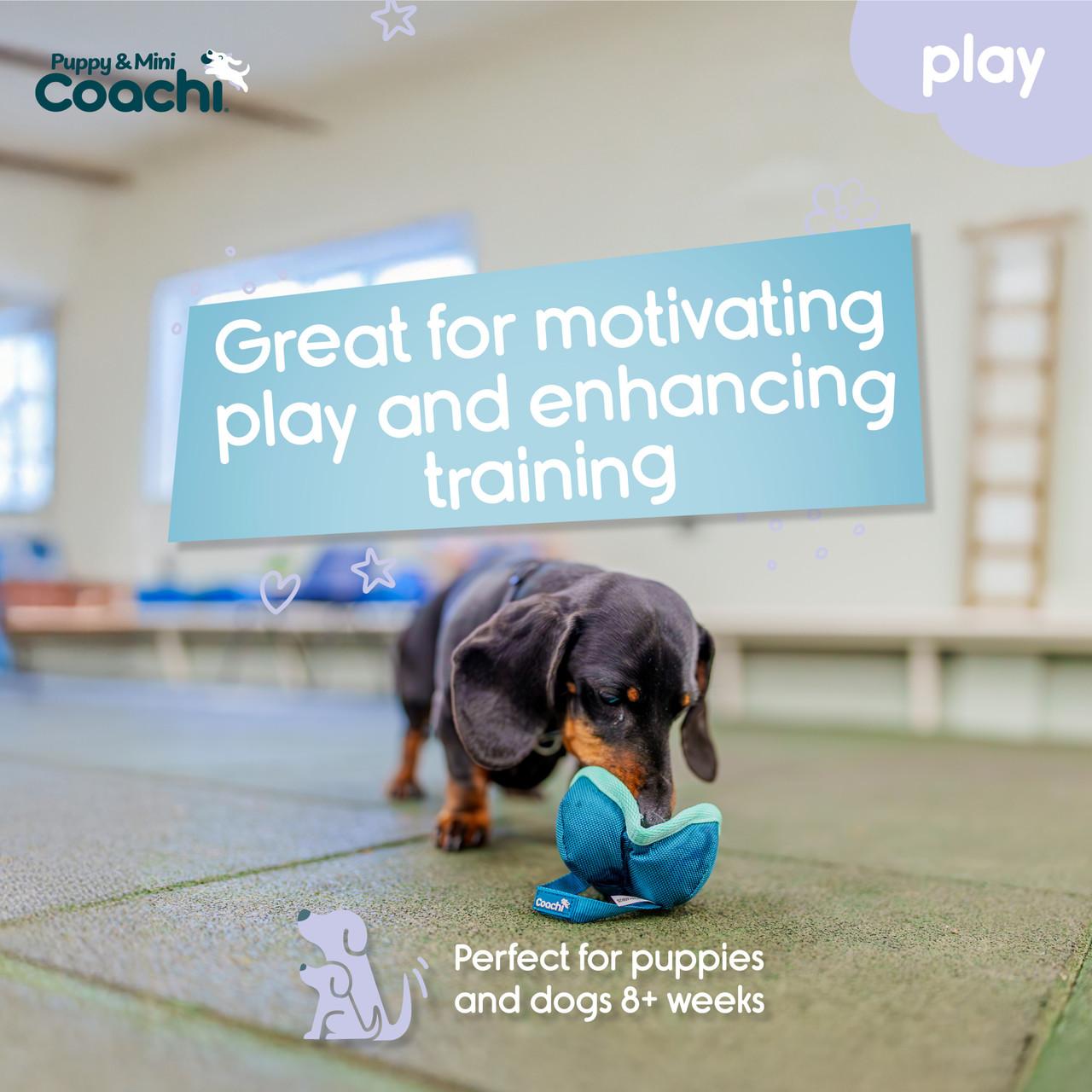 Coachi Puppy & Mini Chase & Treat Teal & Mint for Dogs Image https://cdn11.bigcommerce.com/s-g585yu857h/images/stencil/1280w/products/15315/27936/Coachi-Puppy--26-Mini-Chase--26-Treat-Teal--26-Mint__56813.1772820387.jpg1
