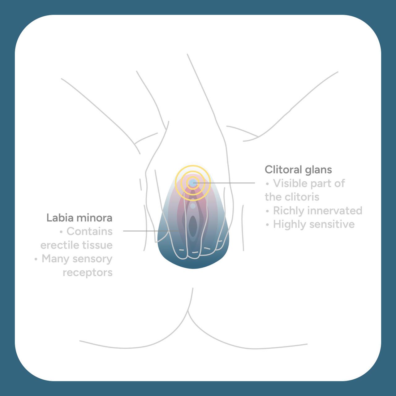 Smile Makers The Ballerina Vulva & Clitoral Vibrator Image https://cdn11.bigcommerce.com/s-g585yu857h/images/stencil/1280w/products/16160/30242/165917_D__58290.1778497491.jpg1