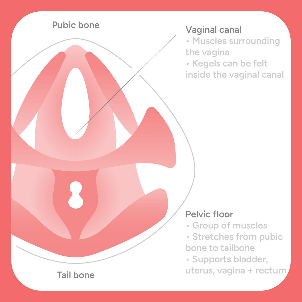 Smile Makers Pelvic Partner Pelvic Floor Trainer Image https://cdn11.bigcommerce.com/s-g585yu857h/images/stencil/1280w/products/16168/30282/165928_E__11734.1778497809.jpg1