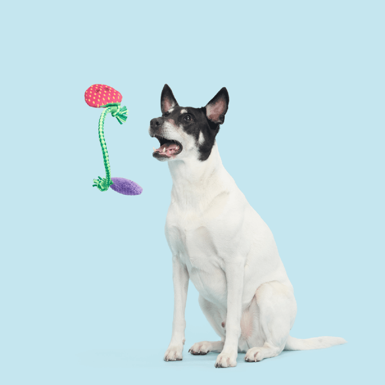 Bark Best Berry Friends Dog Toy Image 1