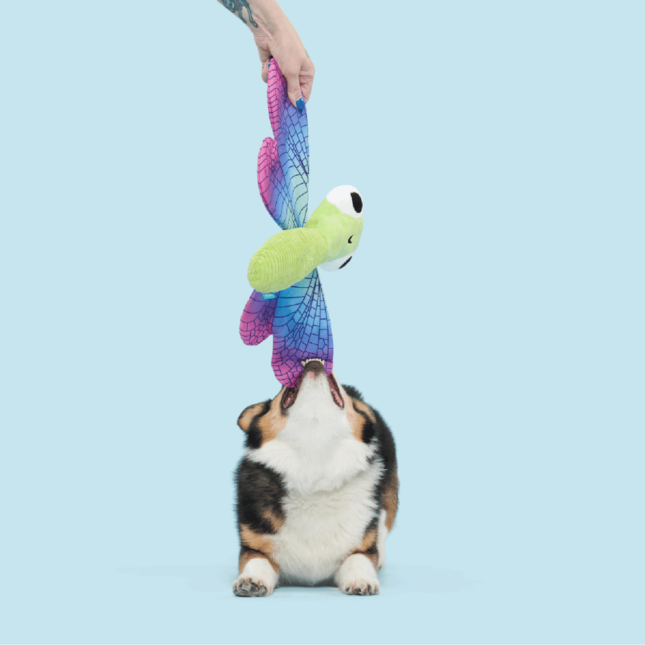 Bark Dragonfly Guy Dog Toy Image 1