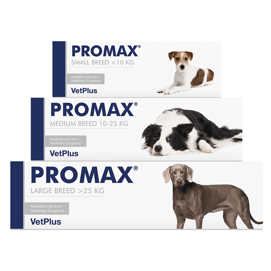 Promax Paste Syringe for Dogs Image 1