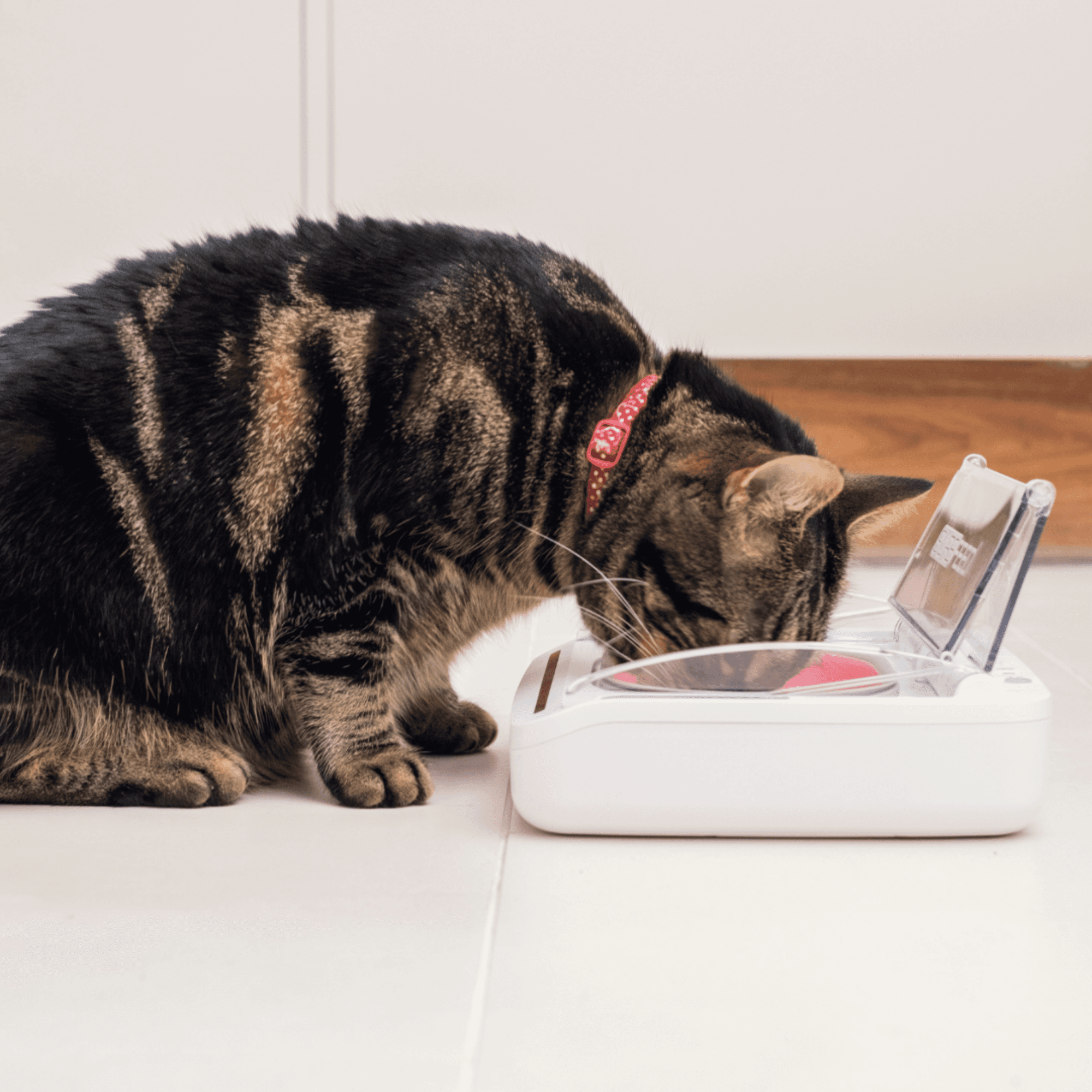 SureFeed Sealed Pet Bowl - White Image 1